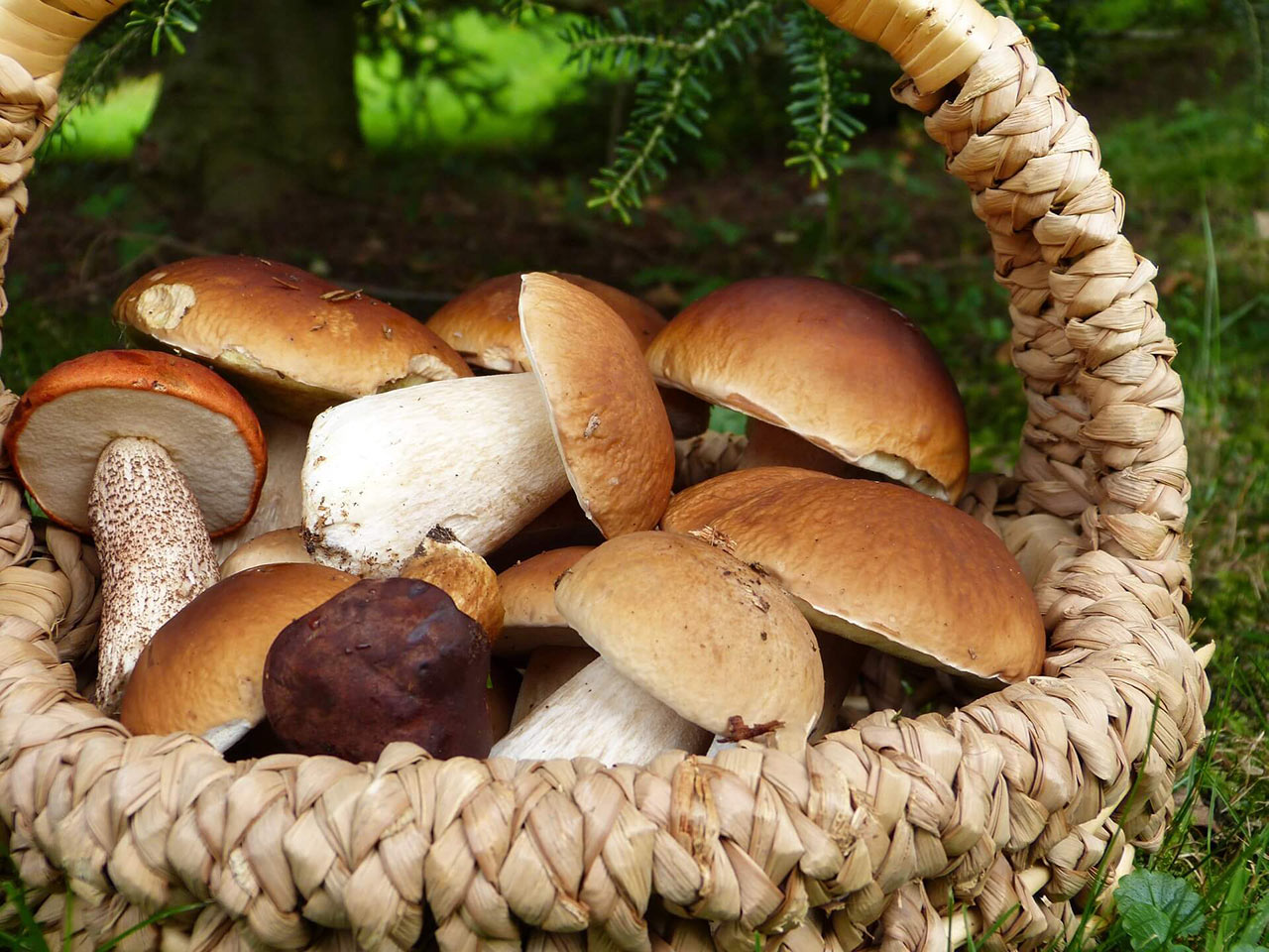 Raccolta funghi